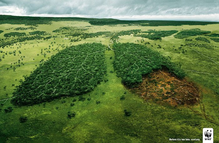 campagne-sensibilisation-deforestation-4